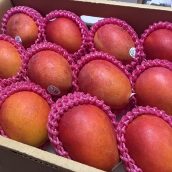 🥭台湾産アップルマンゴー入荷