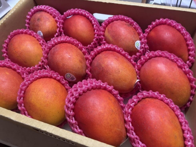 🥭台湾産アップルマンゴー入荷